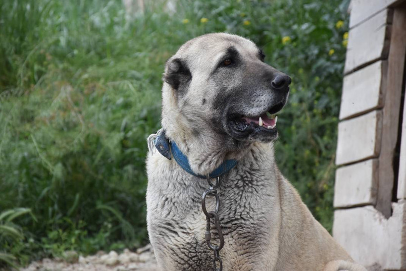 İklim krizi Kangal köpeklerini de etkiledi: Doğum oranı yüzde 50 düştü - Resim: 3